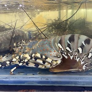 ornate spiny lobster (panulirus ornatus) (1)