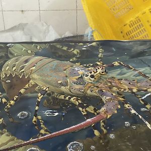 ornate spiny lobster (panulirus ornatus) (2)