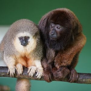 Viera's Titi/Brown Howler Monkey