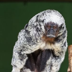 Mittermeier’s Saki