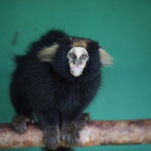 Buffy-tufted eared Marmoset
