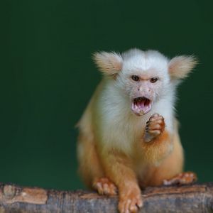 Golden-white Tassel-ear Marmoset