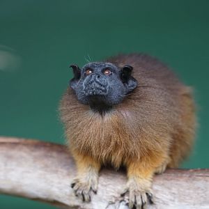 Martin's Tamarin