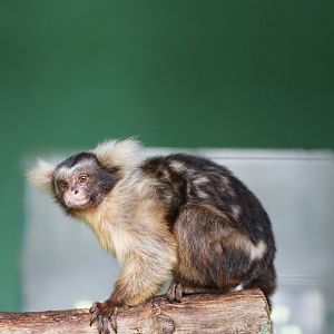 Santarem Marmoset