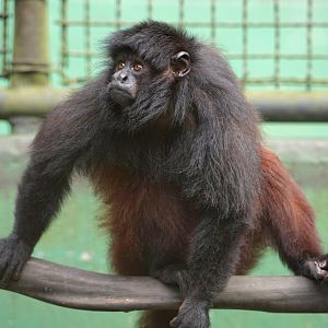 Golden-backed Uakari