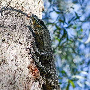 Lace Monitor