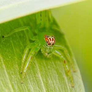 Green Jumping Spider