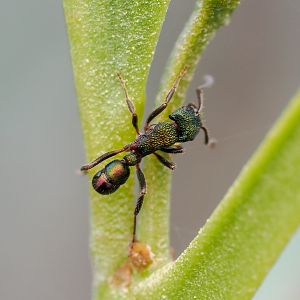 Green-headed Ant