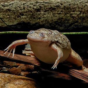 African clawed frog