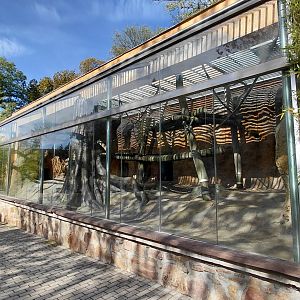 De Brazza's monkey outdoor exhibit