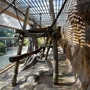 De Brazza's monkey outdoor exhibit