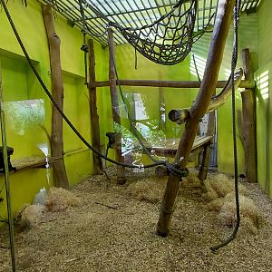 De Brazza's monkey indoor exhibit