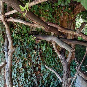 Treeshrew and cloud rat outdoor exhibit