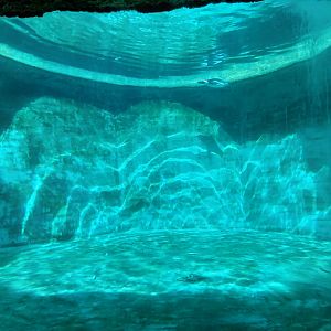 African penguin exhibit