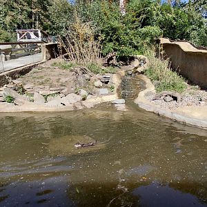 Asian small-clawed otter outdoor exhibit