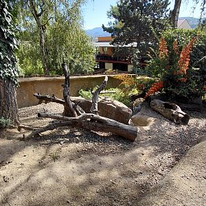 Asian small-clawed otter outdoor exhibit
