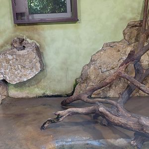 Asian small-clawed otter indoor exhibit