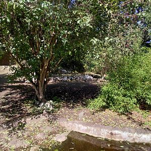 Pygmy hippo outdoor exhibit