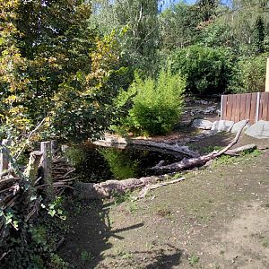 Pygmy hippo outdoor exhibit