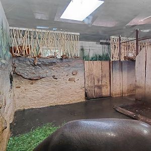 Pygmy hippo indoor exhibit