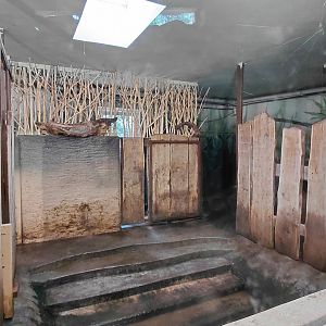 Pygmy hippo indoor exhibit
