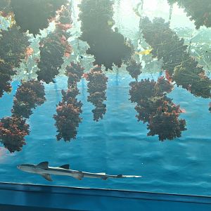 First tank (Underwater forest)