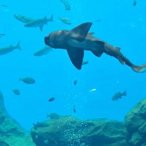 japanese bullhead shark (Heterodontus japonicus)