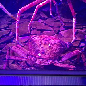 Japanese golden crab (Chaceon granulatus)