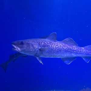 Pacific cod (Gadus macrocephalus)