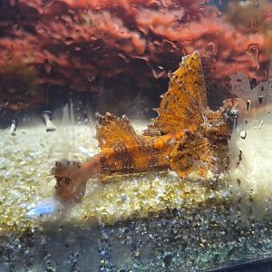 Barbed Hunchback Poacher (Agonomalus proboscidalis)