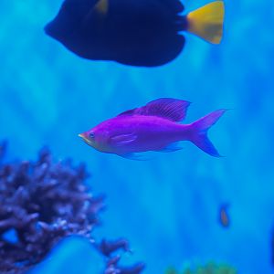 Purple Queen Anthias