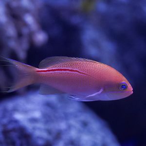 Red Stripe Anthias