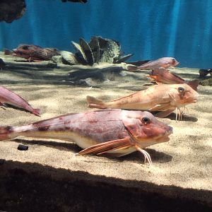 Sea Robin (Lepidotrigla microptera) and spiny red gurnard (Chelidonichthys spinosus)