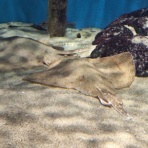 Browneye skate (Okamejei schmidti)