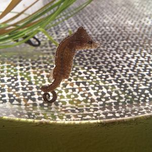 Japanese seahorse (Hippocampus mohnikei)