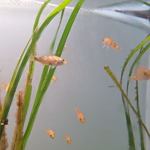 Gold-Eye Rockfish (Sebastes thompsoni)