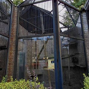 Javan langur exhibit