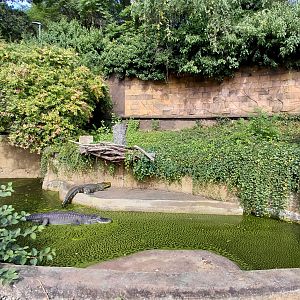 American alligator exhibit