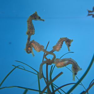 Korean seahorse (Hippocampus haema)