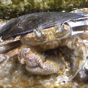 Paradorippe granulata