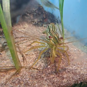 Hokkai shrimp (Pandalus latirostris)