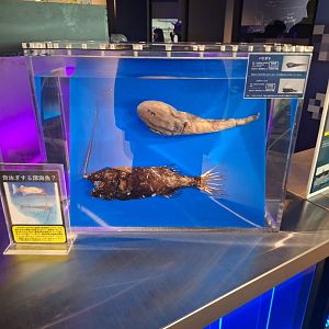 Deepsea fish display