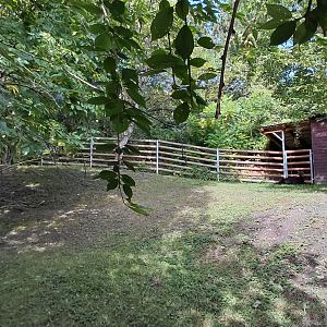 Lowland anoa exhibit