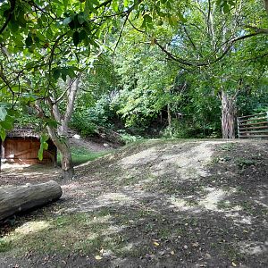Lowland anoa exhibit