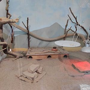 Meerkat indoor exhibit