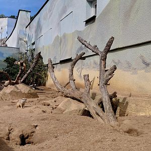 Meerkat outdoor exhibit