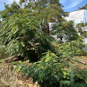 Future sun bear exhibit