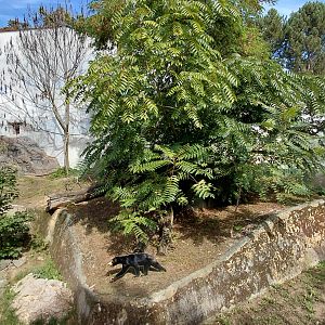 Future sun bear exhibit