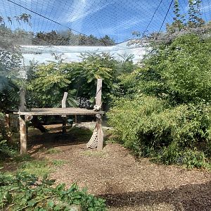 Malayan tiger outdoor exhibit