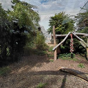 Sri Lankan leopard outdoor exhibit